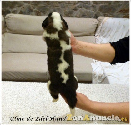 cachorros de san bernardo edel-hund